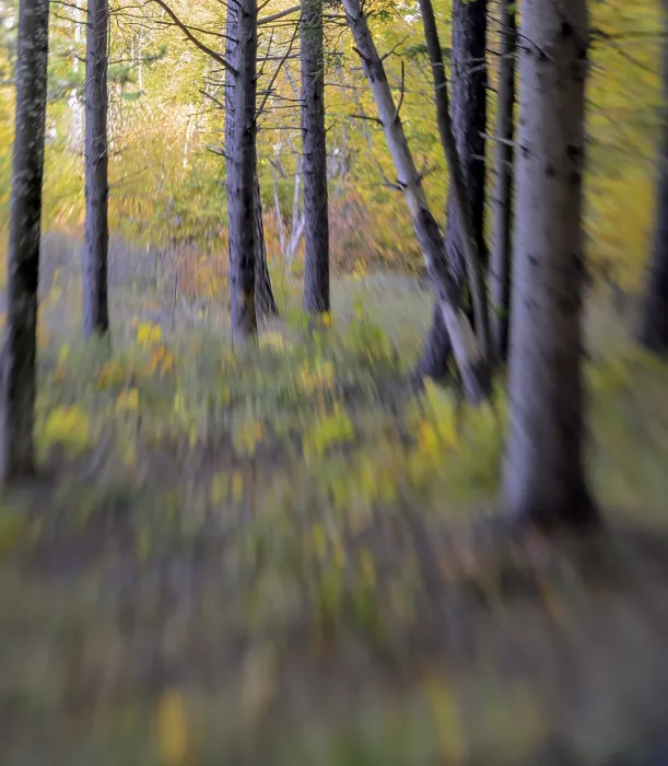 Framed Print : Blurred view of a forest with autumn colors, Italy