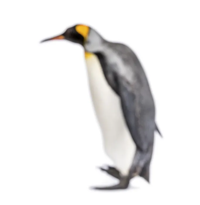 Framed Print : Blury walking King penguin, isolated on white
