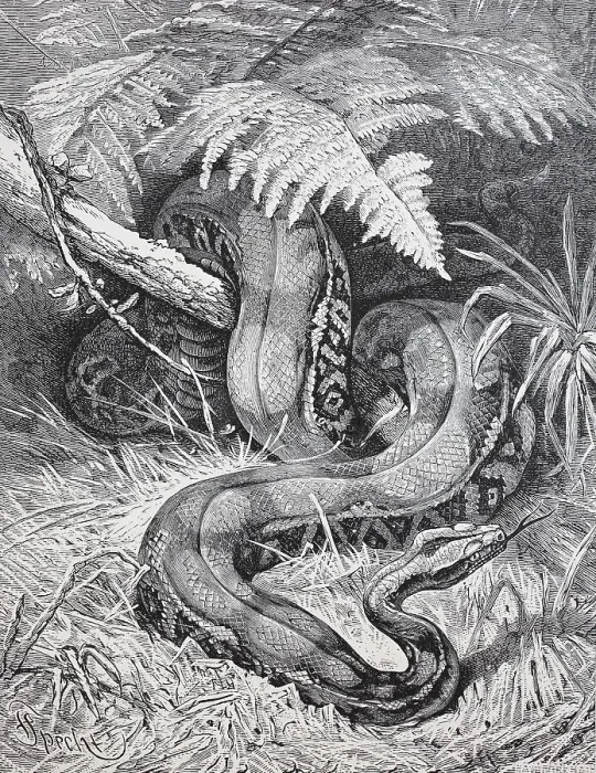 Framed Print : The boa constrictor, red-tailed boa or the common boa Framed Print : The boa constrictor, red-tailed boa or the common boa
