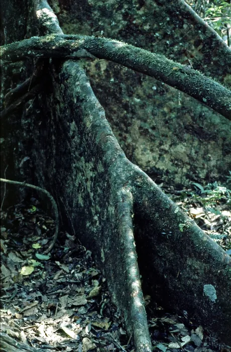 Framed Print : Board roots in Tambopata National Park in the Amazon Basin