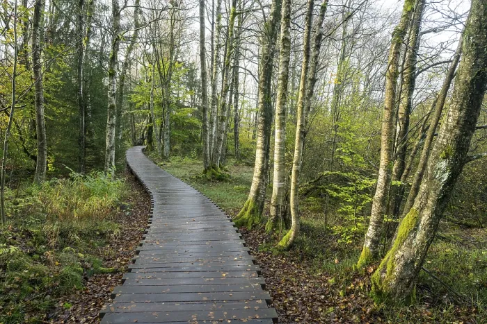 Framed Print : Boardwalk through bog birch forest (Betula pubescens)