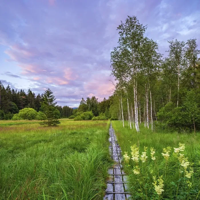 Framed Print : Boardwalk through high moor with swingrass Framed Print : Boardwalk through high moor with swingrass