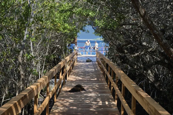 Framed Print : Boardwalk through the mangroves to the swimming and snorkelling bay Concha de Perla Framed Print : Boardwalk through the mangroves to the swimming and snorkelling bay Concha de Perla