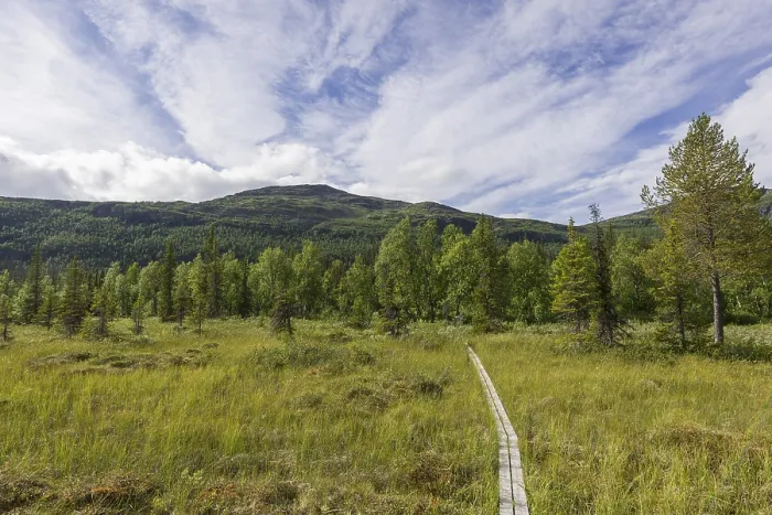 Framed Print : Boardwalk over a marsh meadow, Norrbotten County Framed Print : Boardwalk over a marsh meadow, Norrbotten County