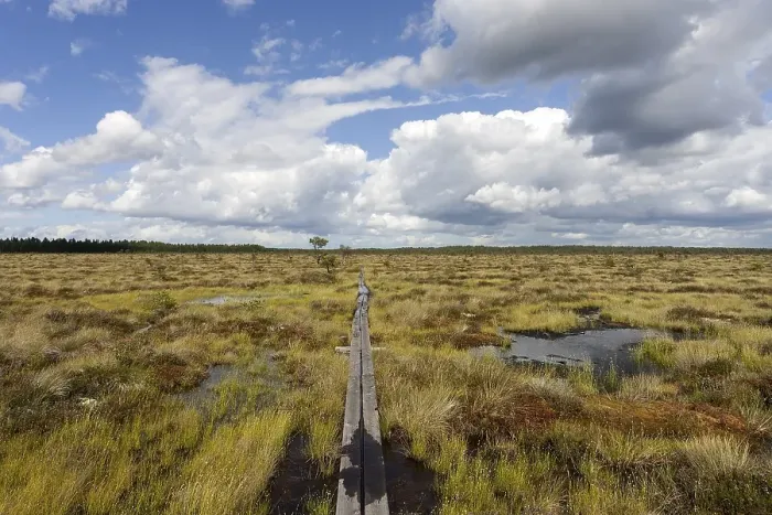 Framed Print : Boardwalk through moorland, raised bog and wetland Store Mosse National Park Framed Print : Boardwalk through moorland, raised bog and wetland Store Mosse National Park