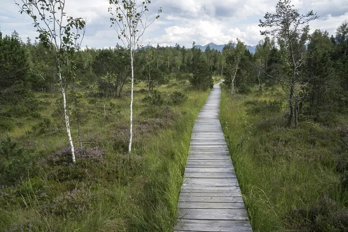 Framed Print : Boardwalk path through the Murnau moor Framed Print : Boardwalk path through the Murnau moor