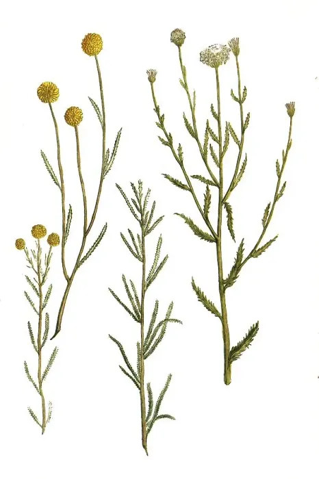 Framed Print : Boar's Rue, Artemisia abrotanum