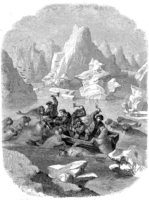 Framed Print : Boat being attacked by walruses