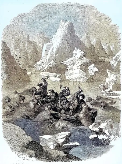 Framed Print : Boat being attacked by walruses