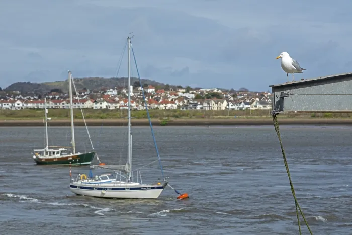 Framed Print : Boats, Seagull, Conwy River, Deganwy