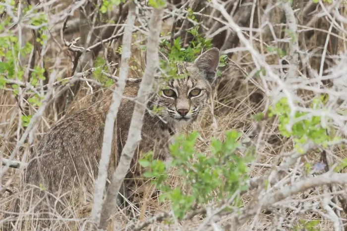 Framed Print : Bobcat (Felis rufus), adult, Sinton Framed Print : Bobcat (Felis rufus), adult, Sinton