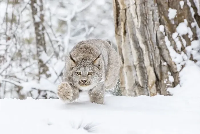 Framed Print : A bobcat hunts for prey in a snowy forest habitat Framed Print : A bobcat hunts for prey in a snowy forest habitat