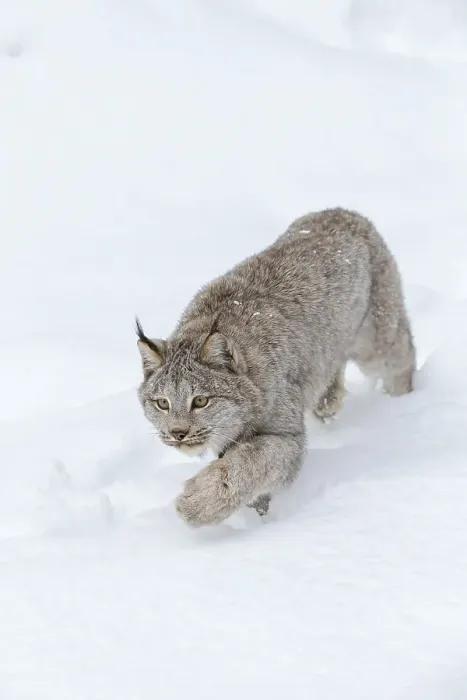 Framed Print : A bobcat hunts for prey in a snowy forest habitat