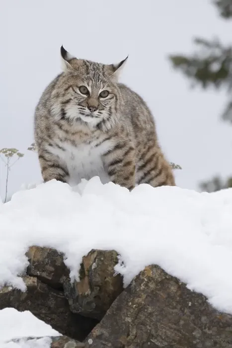 Framed Print : Bobcat looking from a rock in the snow Framed Print : Bobcat looking from a rock in the snow