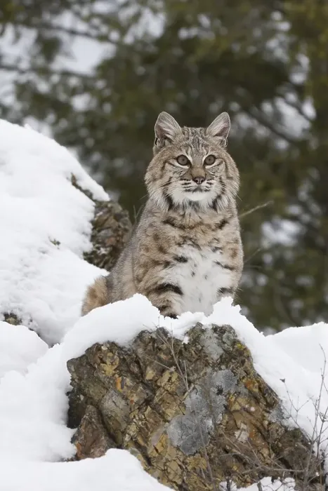 Framed Print : Bobcat looking from a rock in the snow Framed Print : Bobcat looking from a rock in the snow