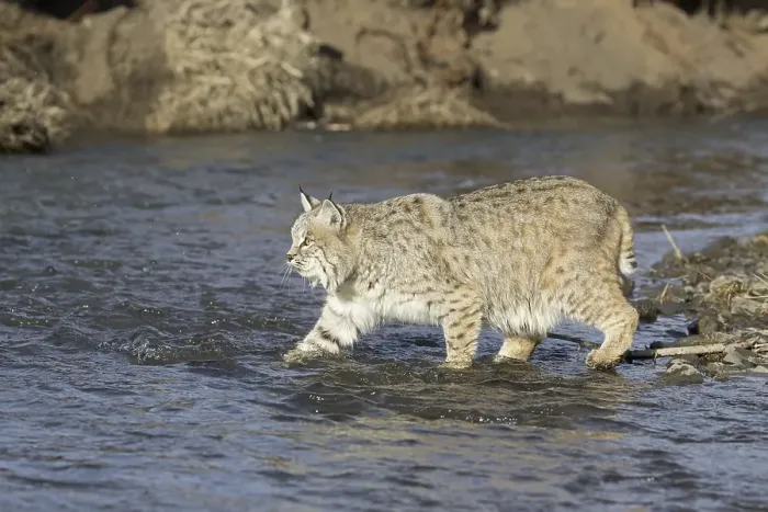 Framed Print : Bobcat (Lynx rufus) adult, on foot in river
