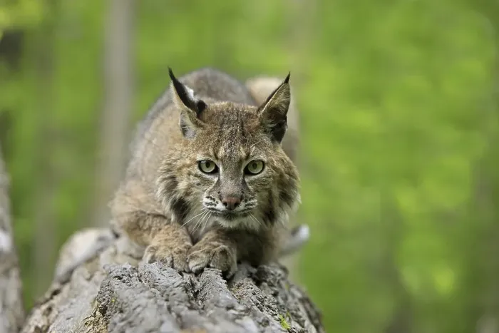 Framed Print : Bobcat (Lynx rufus), adult, resting on log in woodland