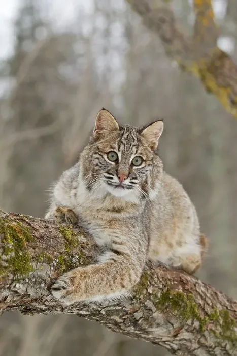 Framed Print : Bobcat (Lynx rufus) adult, resting on tree branch