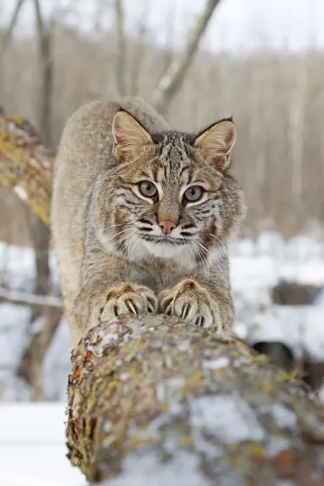 Framed Print : Bobcat (Lynx rufus) adult, scratching claws on tree branch Framed Print : Bobcat (Lynx rufus) adult, scratching claws on tree branch