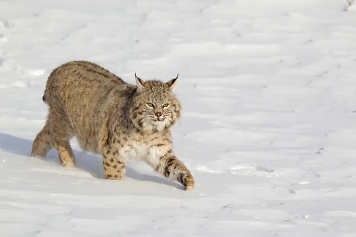 Framed Print : Bobcat (Lynx rufus) adult, walking in snow