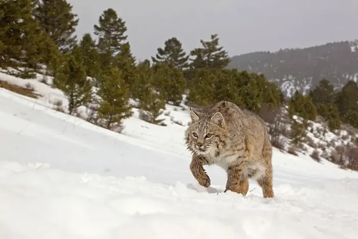 Framed Print : Bobcat (Lynx rufus) adult, walking in snow during snowfall Framed Print : Bobcat (Lynx rufus) adult, walking in snow during snowfall