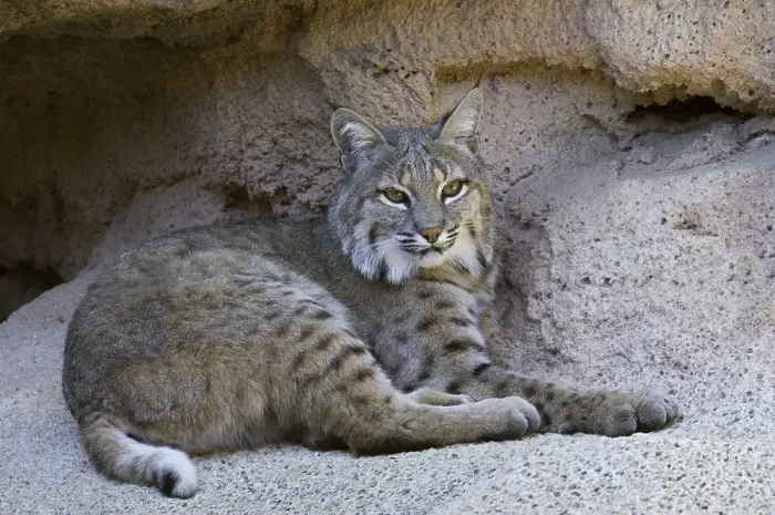 Framed Print : Bobcat (Lynx rufus) (Felis rufus) resting at cave entrance Framed Print : Bobcat (Lynx rufus) (Felis rufus) resting at cave entrance