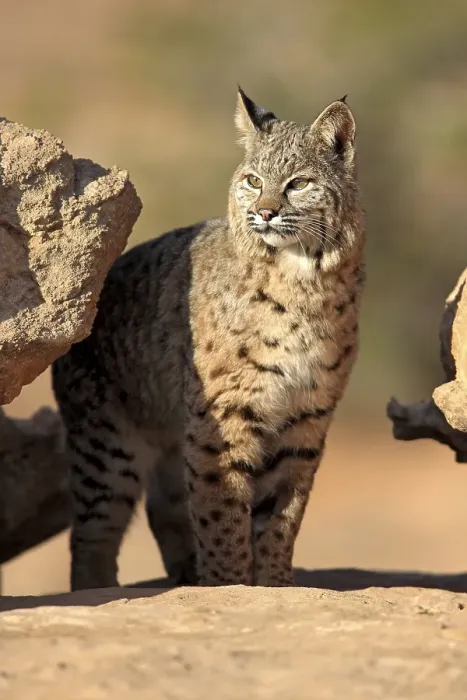 Framed Print : Bobcat (Lynx rufus) standing on a rock