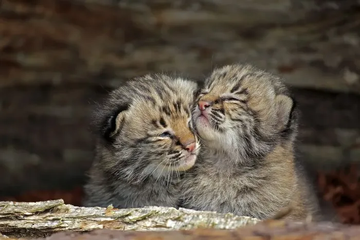 Framed Print : Bobcat (Lynx rufus), two young animals in animal husbandry Framed Print : Bobcat (Lynx rufus), two young animals in animal husbandry