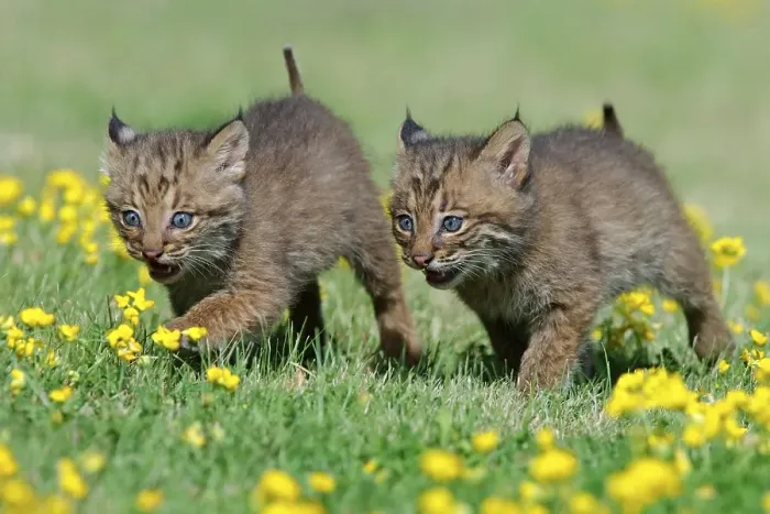Framed Print : Bobcats (Lynx rufus), juveniles (Felis rufa)