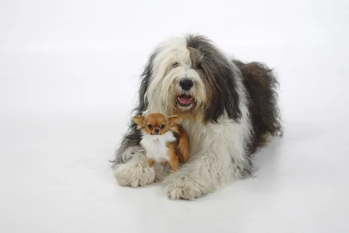 Framed Print : Bobtail and Chihuahua, long-haired