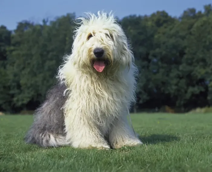 Framed Print : Bobtail dog or Old English Sheepdog on lawn Framed Print : Bobtail dog or Old English Sheepdog on lawn