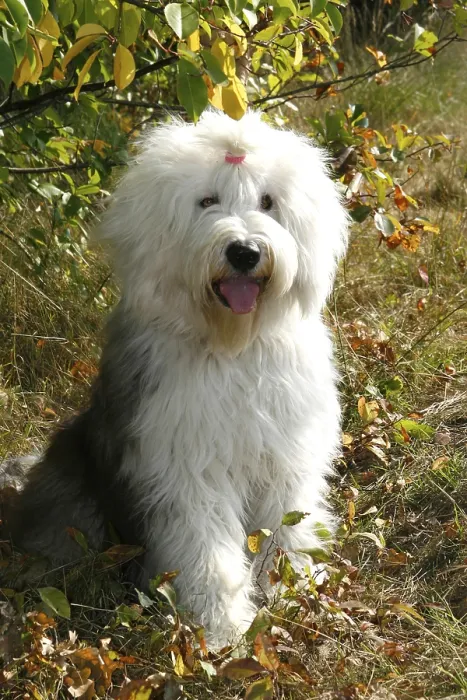 Framed Print : Bobtail, Old English Sheepdog