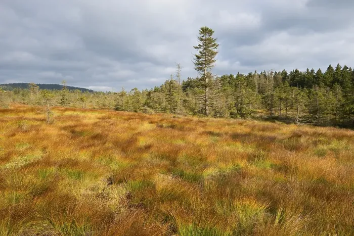 Framed Print : Bodebruch raised bog in autumn