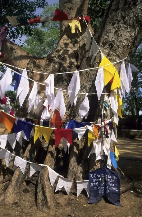 Framed Print : Bodhi tree in a buddist temple at Anuradhapura Framed Print : Bodhi tree in a buddist temple at Anuradhapura
