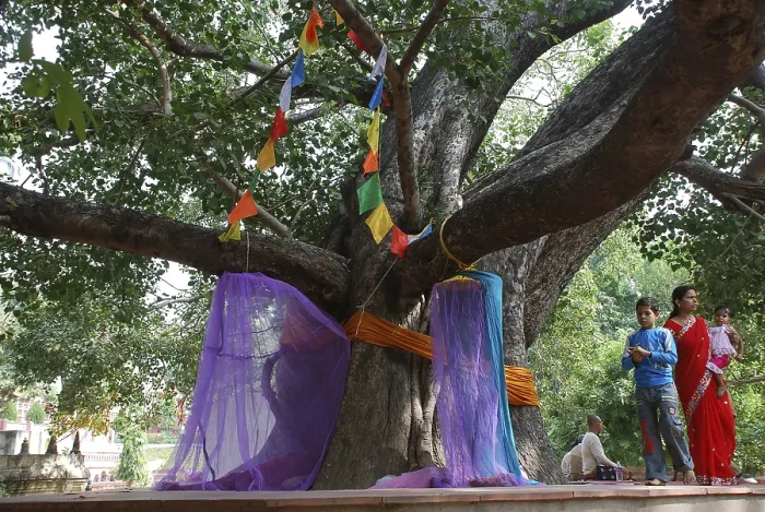 Framed Print : Bodhi tree or ficus banyan tree Framed Print : Bodhi tree or ficus banyan tree