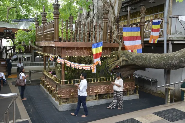 Framed Print : Bodhi tree, Gangaramaya Temple, Colombo, Sri Lanka