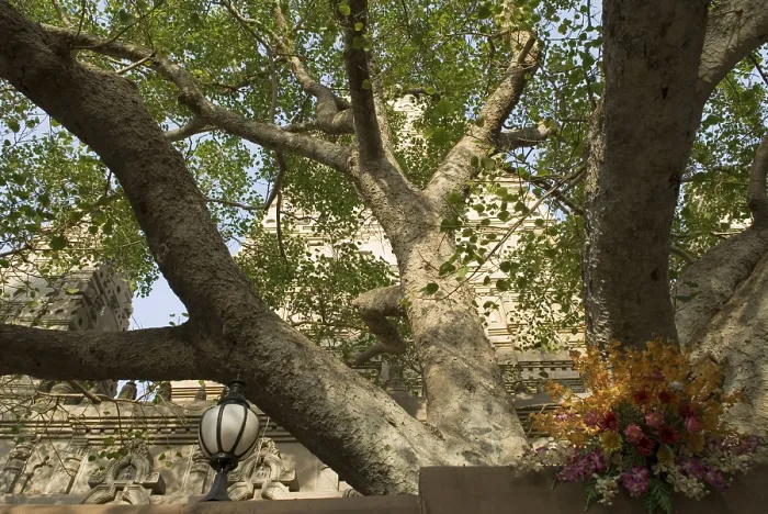 Framed Print : Bodhi tree near Mahabodhi temple