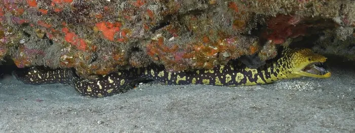 Framed Print : Full body image of fangtooth moray (Enchelycore anatina)