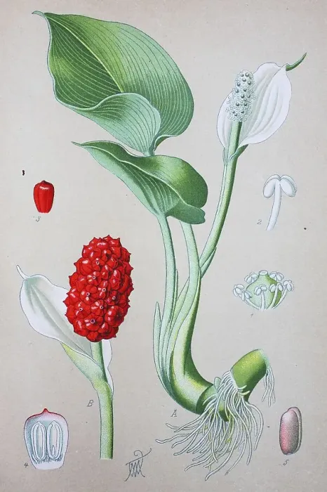 Framed Print : Bog arum (Calla palustris), historical illustration from 1885 Framed Print : Bog arum (Calla palustris), historical illustration from 1885
