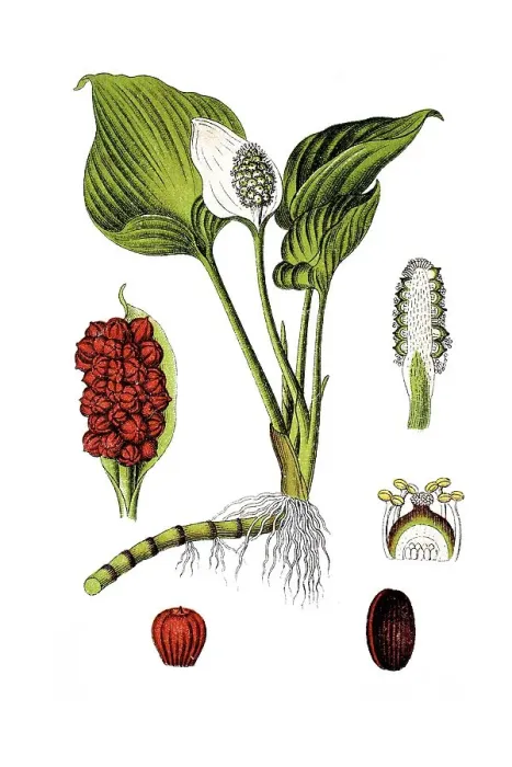 Framed Print : Bog arum, Marsh calla (Calla palustris) Framed Print : Bog arum, Marsh calla (Calla palustris)