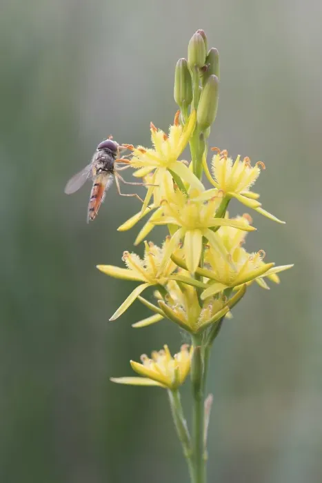 Framed Print : Bog Asphodel (Narthecium ossifragum) with hover fly