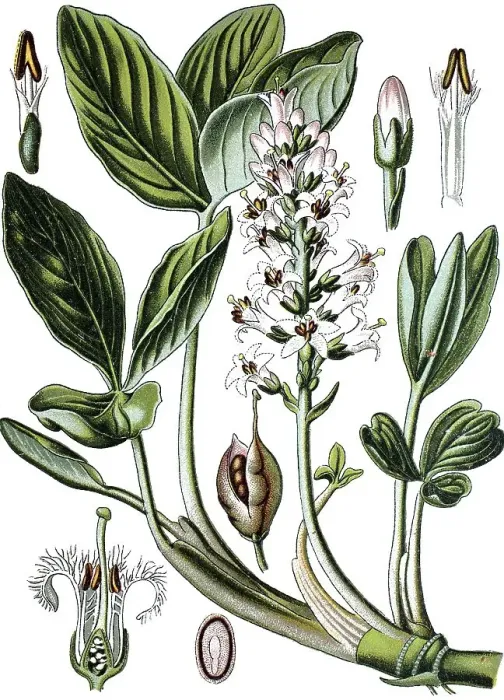 Framed Print : Bog-bean or Buckbean (Menyanthes trifoliata)