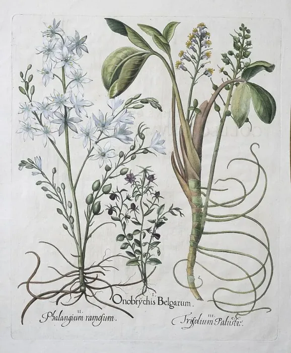 Framed Print : Bog bean (Menyanthes trifoliata) or bitter clover Framed Print : Bog bean (Menyanthes trifoliata) or bitter clover