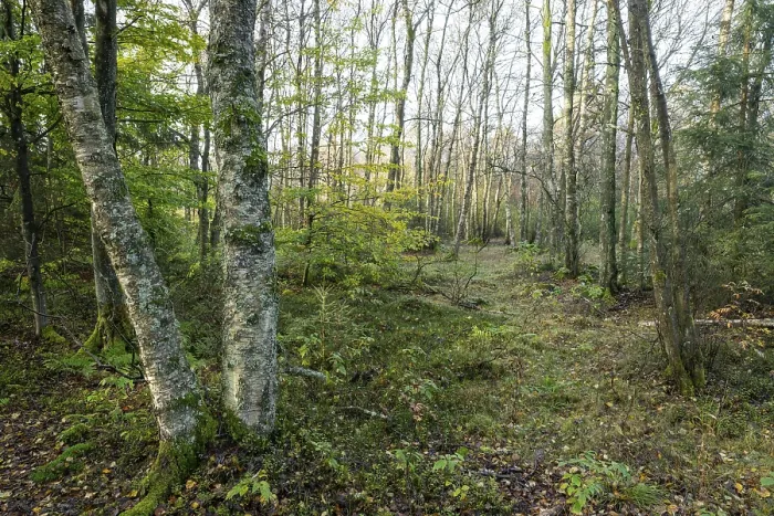 Framed Print : Bog birch forest (Betula pubescens) Framed Print : Bog birch forest (Betula pubescens)