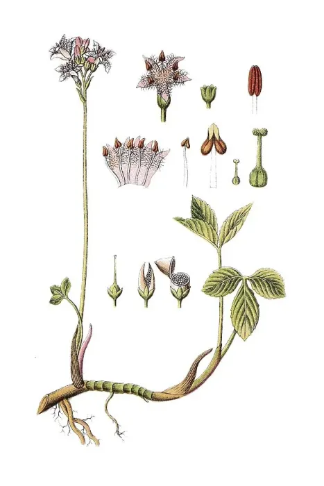 Framed Print : Bogbean or Buckbean (Menyanthes trifoliata) Framed Print : Bogbean or Buckbean (Menyanthes trifoliata)