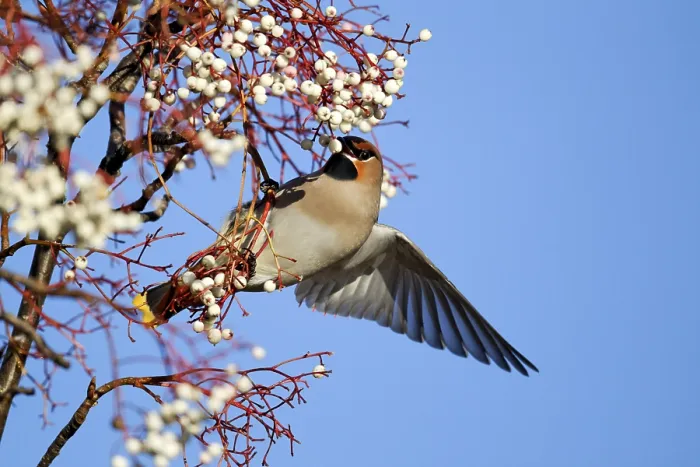 Framed Print : Bohemian Waxwing adult, feeding on rowan berries