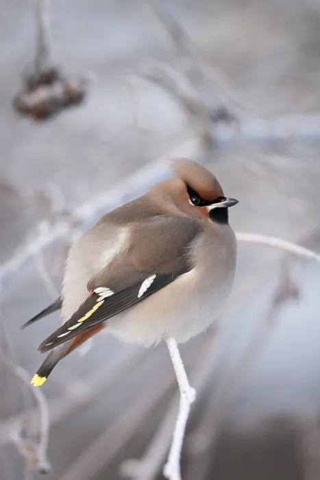 Framed Print : Bohemian Waxwing (Bombycilla garrulus)