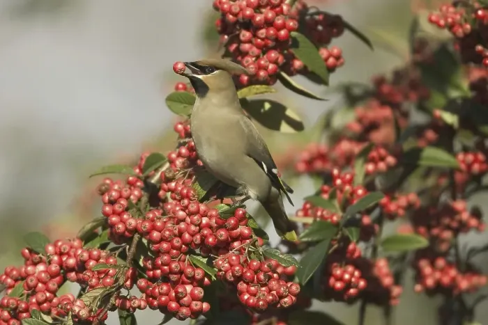 Framed Print : Bohemian Waxwing (Bombycilla garrulus) adult feeding on cotoneaster berries