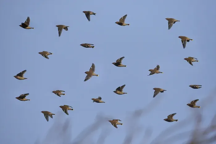 Framed Print : Bohemian Waxwing (Bombycilla garrulus) flock in flight