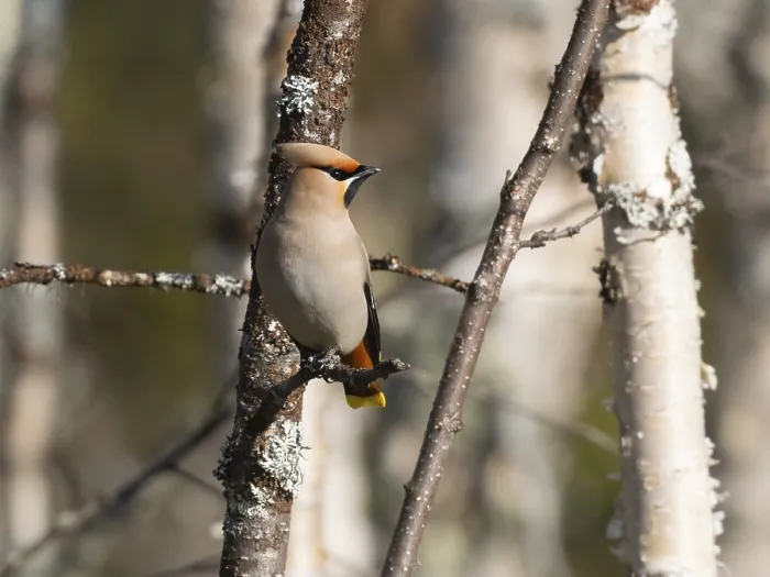 Framed Print : Bohemian waxwing (Bombycilla garrulus) perched on branch Framed Print : Bohemian waxwing (Bombycilla garrulus) perched on branch